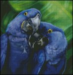 (image for) Hyacinth Macaws